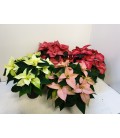 Poinsettia Pulcherrim pot de15