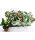 Kalanchoe Ø12 mix 5 coul