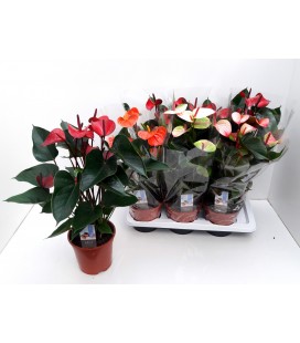 Anthurium pot de 17 mix  coul