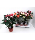 Anthurium pot de 17 4 coul