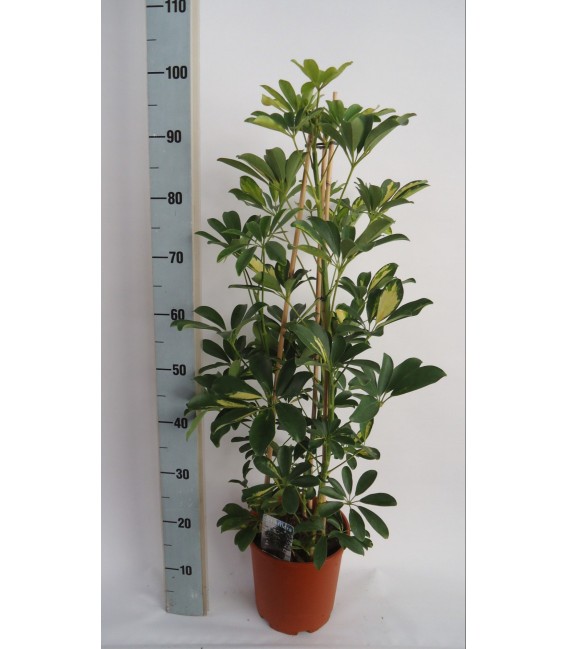 Schefflera ar ov pot de 21 h 120