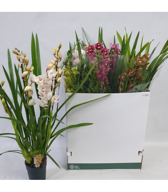 Cymbidium Mix Ø14 h 75