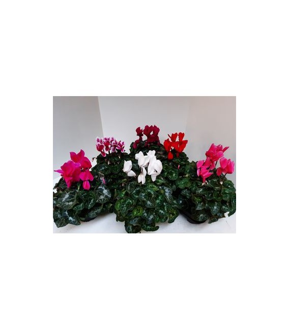 Cyclamen Sup XL pot de 13