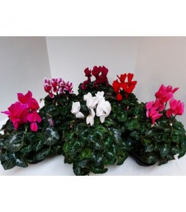 Cyclamen Sup XL pot de 13