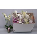 Phalaenopsis Multif Ø12 h 55 3 b