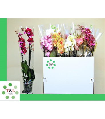 Phalaenopsis mix coul Ø12 h 60 3b