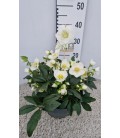 Hellebore wintergo Ø 27 h 40