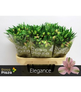 Alstromeria Elegance