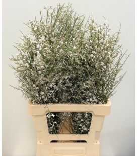 Genet Blanc 70 cm Botte de 130 gr