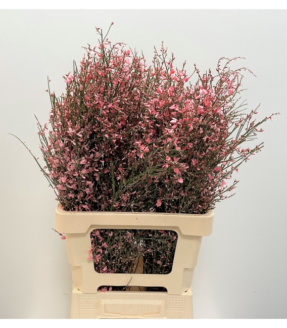 Genet Teinté Rose 60 cm 400g