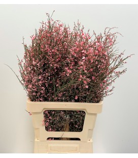 Genet Teinté Rose 70 cm 130g