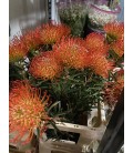 Nutans Ayoba sun 80 cm