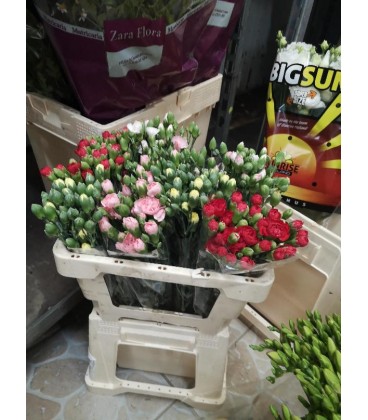 Mini oeillet mix dans le bac