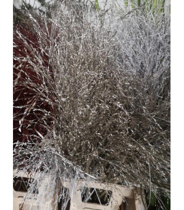 Panicum teinté Platine