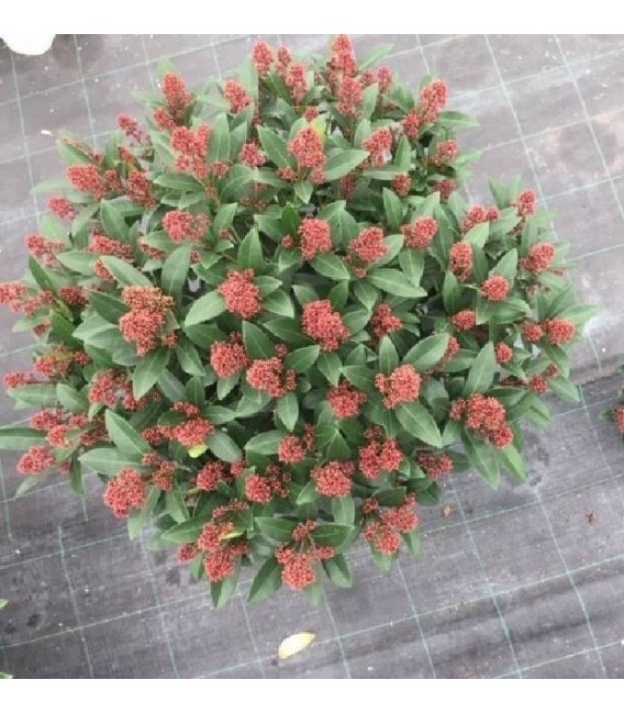 Skimmia Rubella 50 fleurs Ø 26