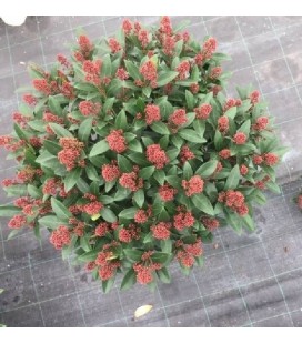 Skimmia Rubella 50 fleurs Ø 26