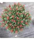 Skimmia Rubella 50 fleurs Ø 26