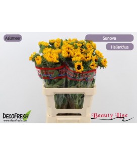 Tournesol sunova 40 cm
