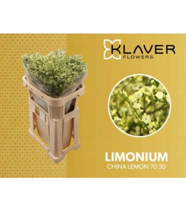 Limonium China Lemon 70 cm