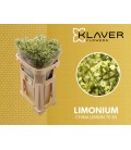 Limonium China Lemon 70 cm