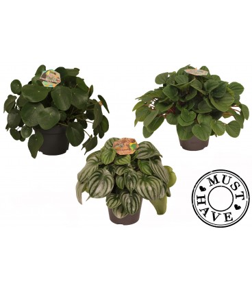 Peperomia mix pot de 12