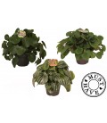 Peperomia mix pot de 12
