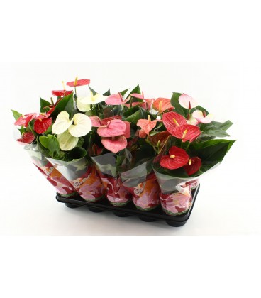 Anthurium mix pot de 12 h 45