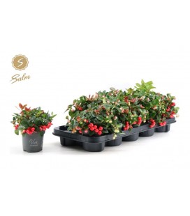 Gaultheria Big berry Ø 12