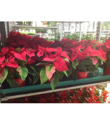 Poinsetia pot de 2 l