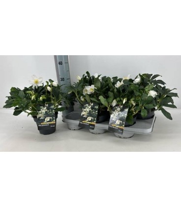 Hellebore HGC Diva Ø15