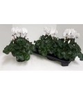 Cyclamen Sup XL pot de 13