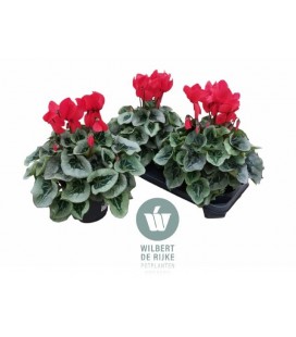 Cyclamen sup Mammoth Ø17