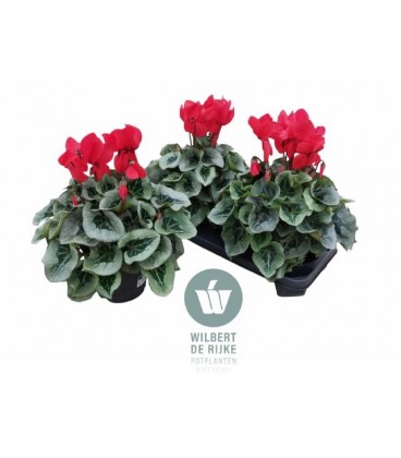 Cyclamen sup Mammoth Ø17
