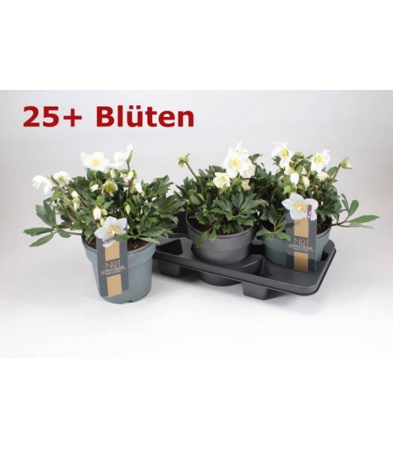 Hellebore Viv Viktor Ø 19