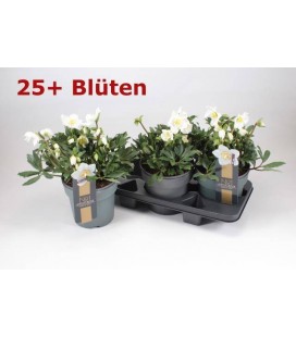 Hellebore Viv Viktor Ø 19