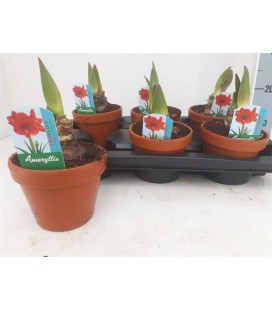 Amaryllis Ø 15