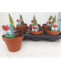 Amaryllis Ø 15