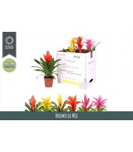 Bromelia Ø 12 h 40