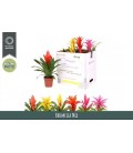 Bromelia Ø 12 h 42