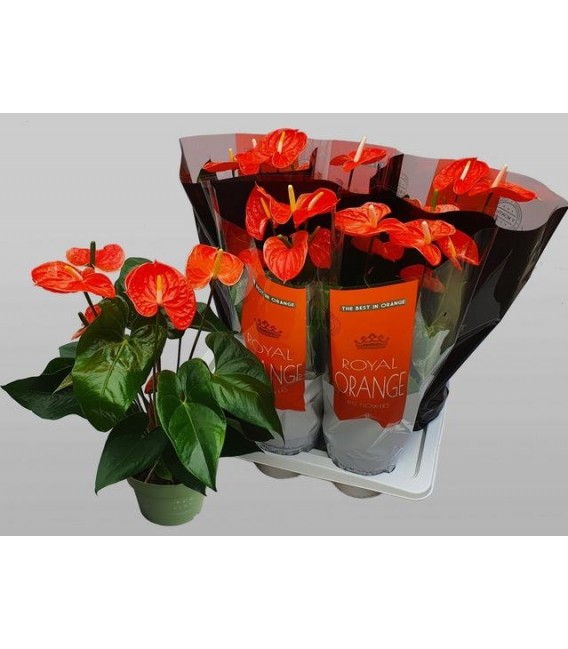 Anthurium Mad Orange pot de 17