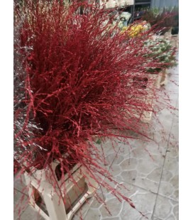 Siergras Rouge 95 cm