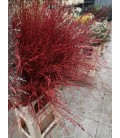 Siergras Rouge 95 cm