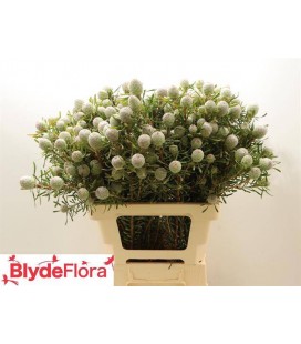 Leucadendron  jad pe vert 60 cm