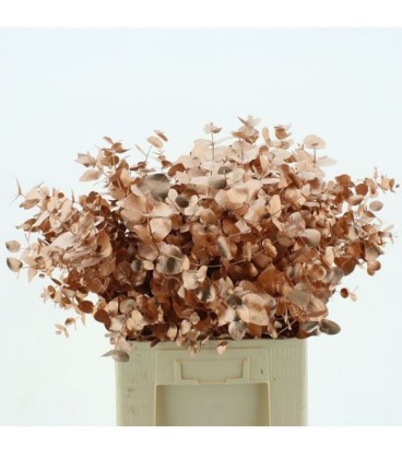 Eucalyptus teinté  200 g