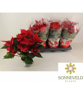 Poinsettia rouge Ø 14