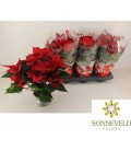 Poinsettia rouge Ø 14