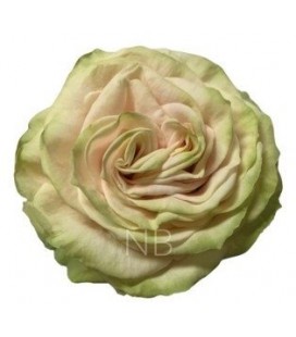 Rose Equat Cute Enigma 50 cm x 25