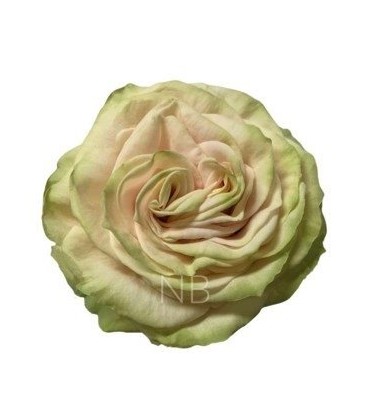 Rose Equat Cute Enigma 60 cm x 25