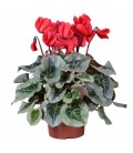 Cyclamen Metalis Ø 17