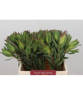 Leucadendron laurel yellow 60 cm